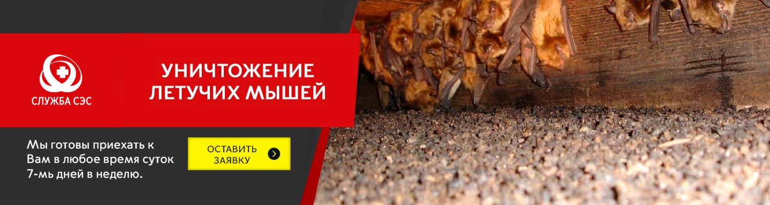 Уничтожение летучих мышей в Павловском Посаде